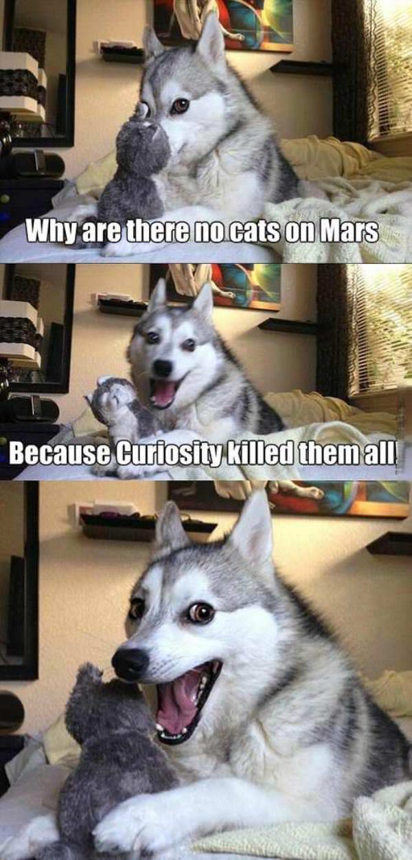 No Cats On Mars