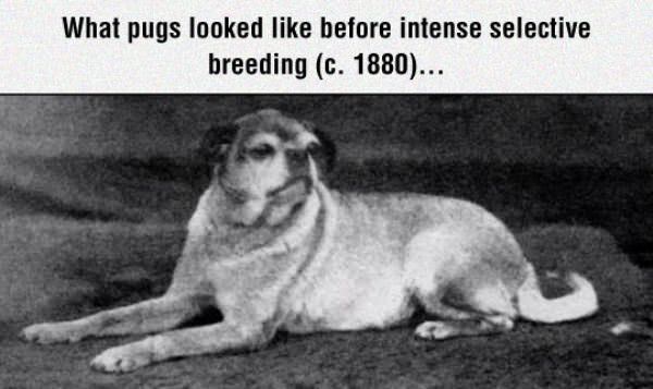 What Pugs Looked Like