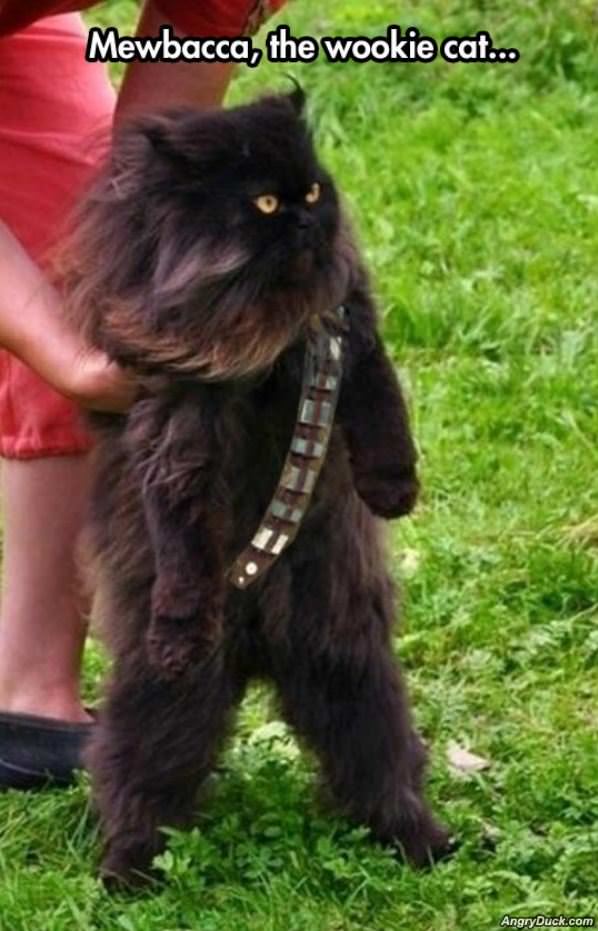 Mewbacca