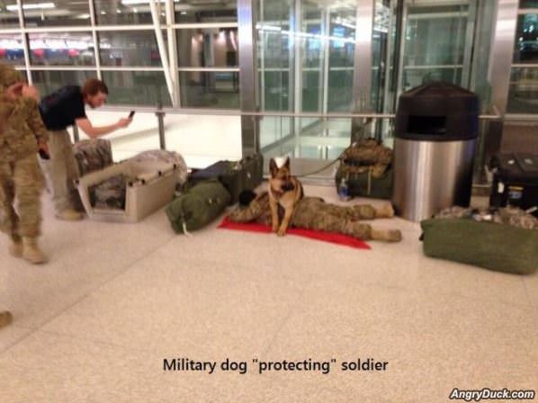 Military Dog