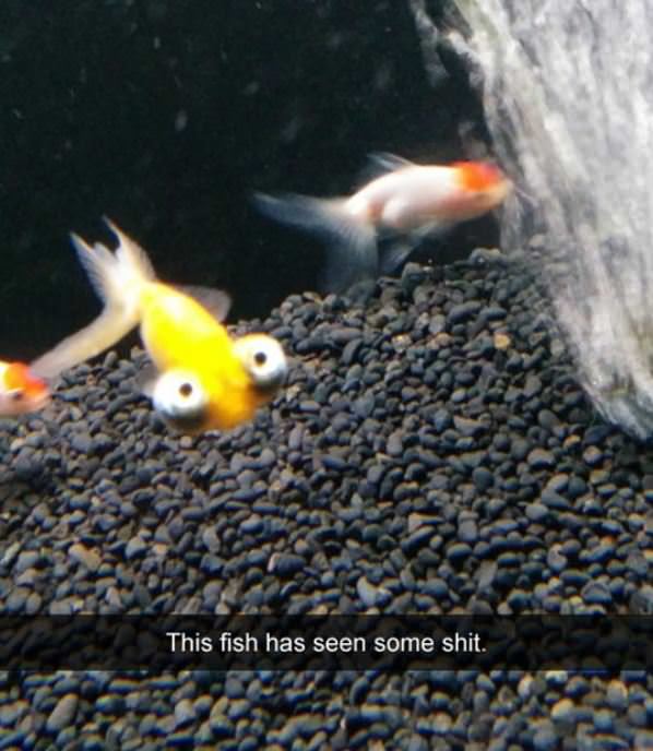 This Fish