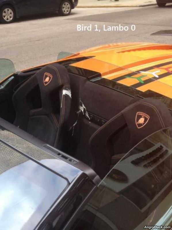 Bird Vs Lambo
