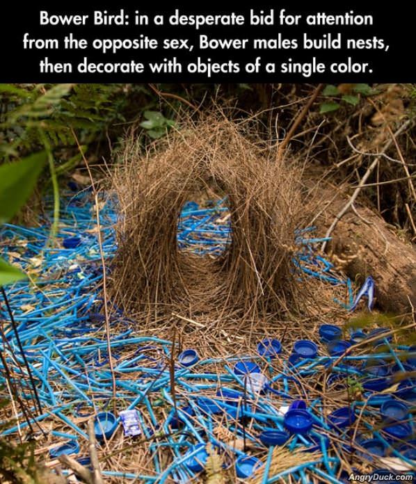 Bower Birds