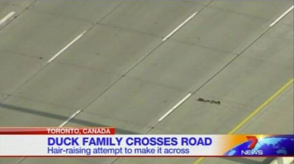 Ducks Cross The Road