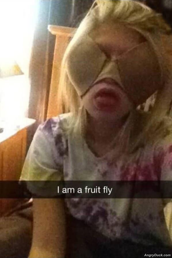 Fruit Fly
