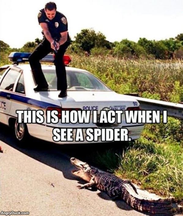 When I See A Spider