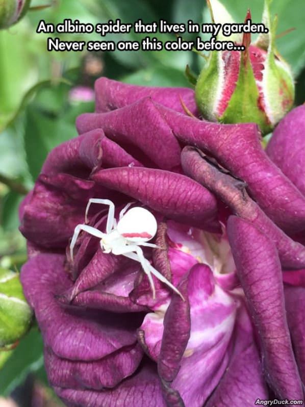 Albino Spider