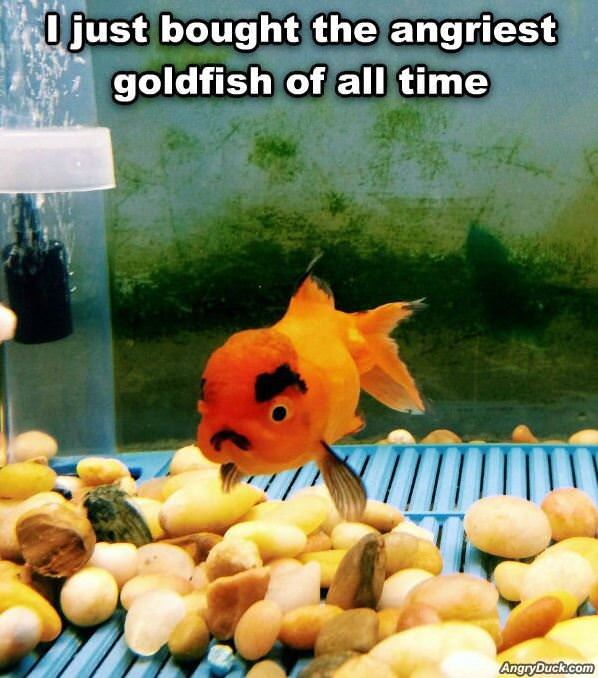 Angry Goldfish