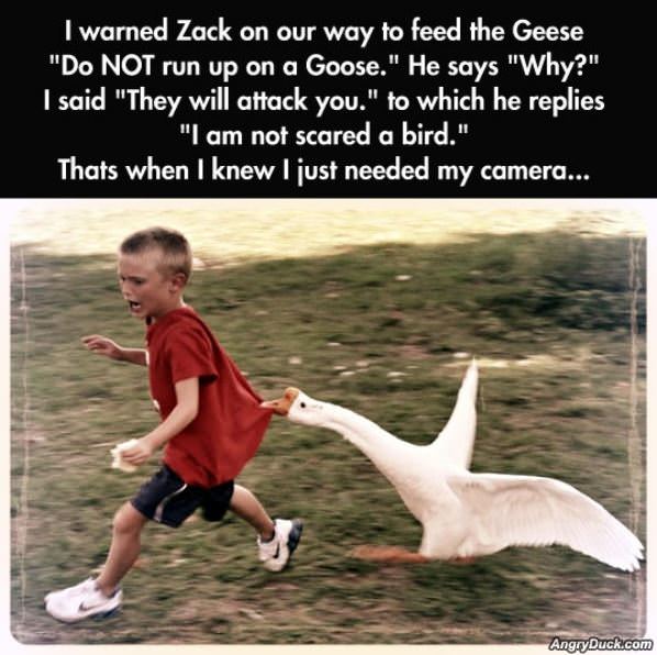 Attack Goose