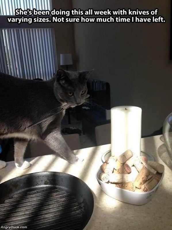 Cat Is Planning Something