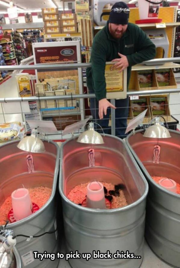 Picking Up Black Chicks