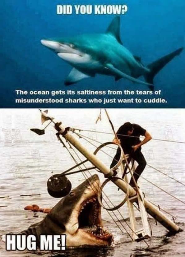Sharks Are Misunderstood