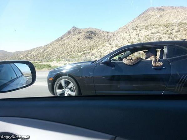 Snake Going For A Ride