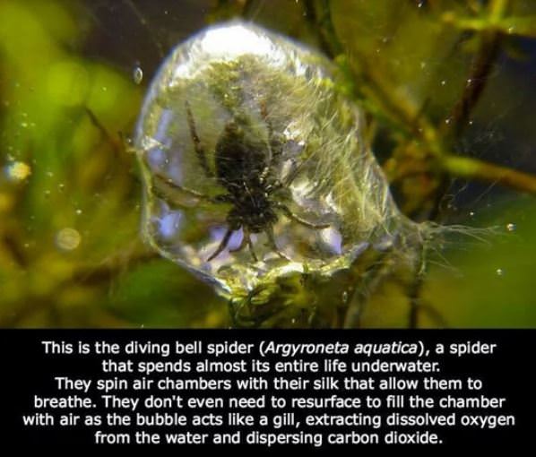 Cool Underwater Spider