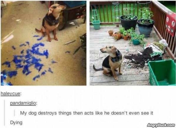 Destroyer Dog
