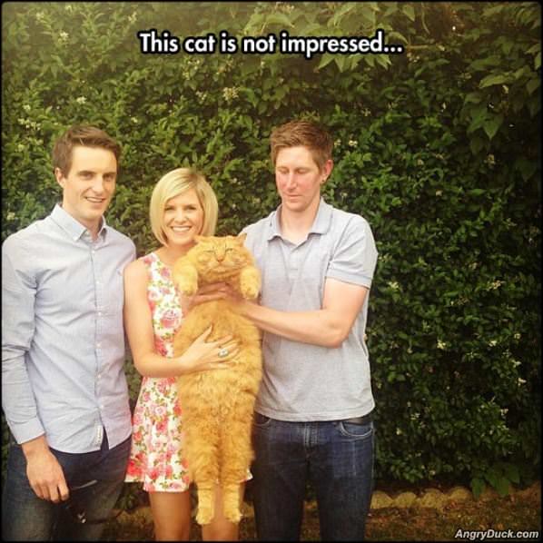 This Cat Is Not Impressed