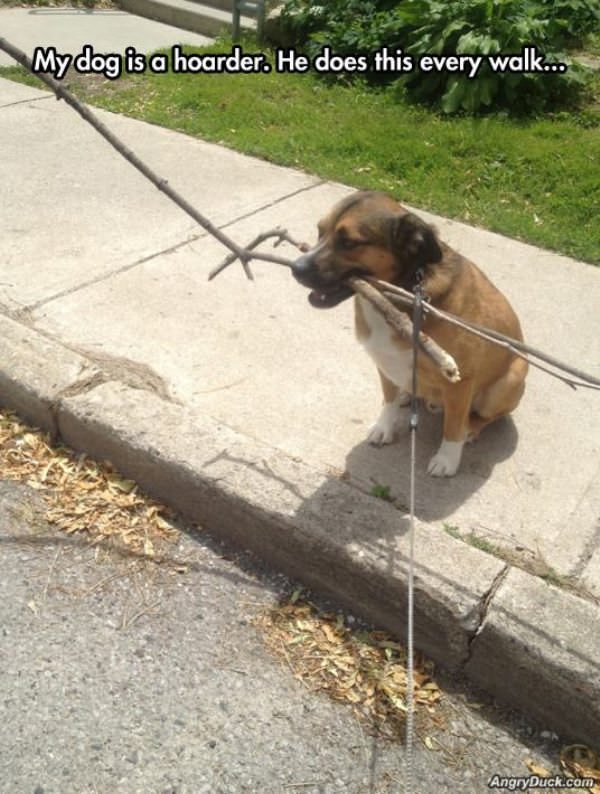 Dog Is A Hoarder