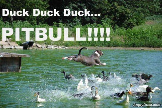 Duck Duck Duck Pitbull