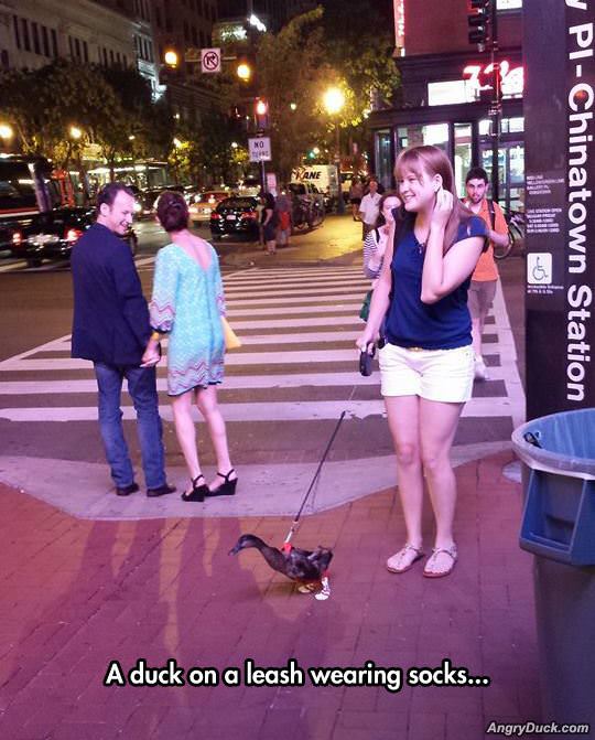 Duck On A Leash