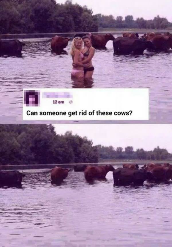 Get Rid Of The Cows