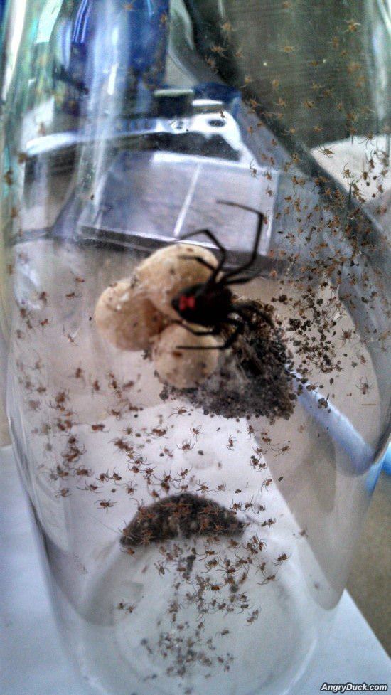Jar Of Nope