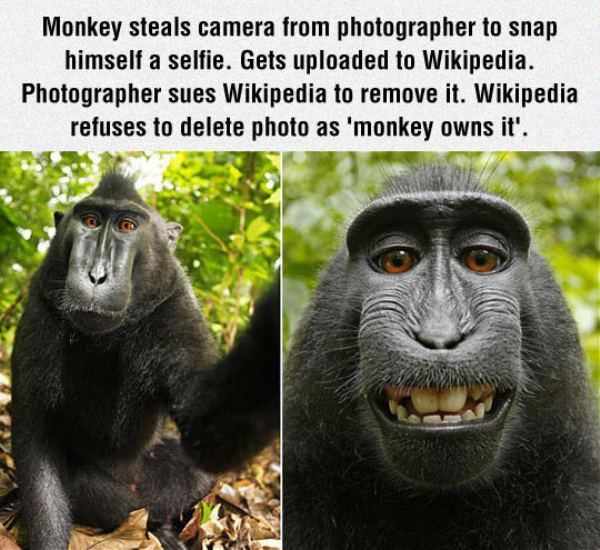 Monkey Photo
