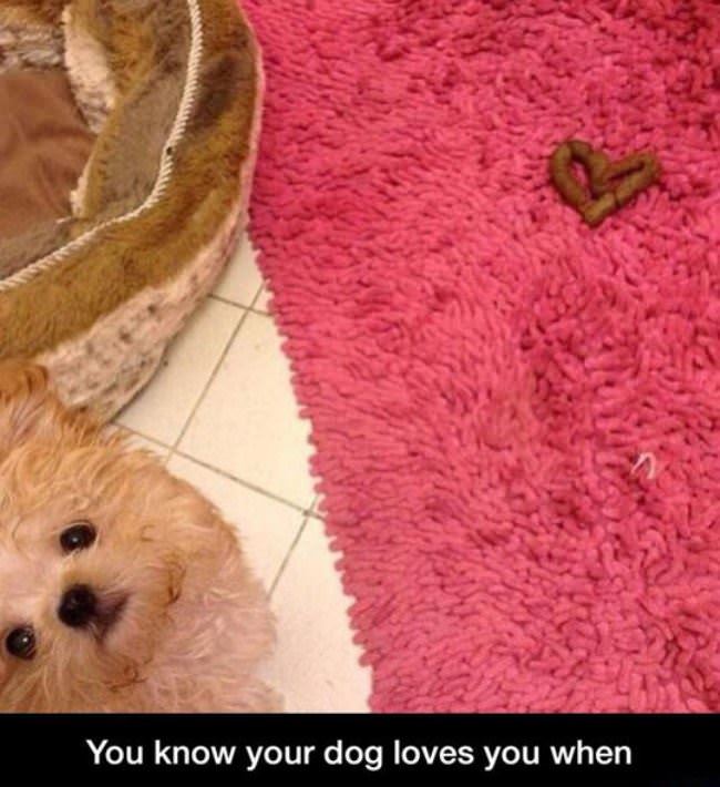 How You Know Your Dog Loves You