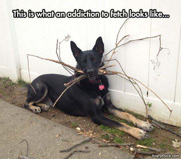 Addicted To Fetch