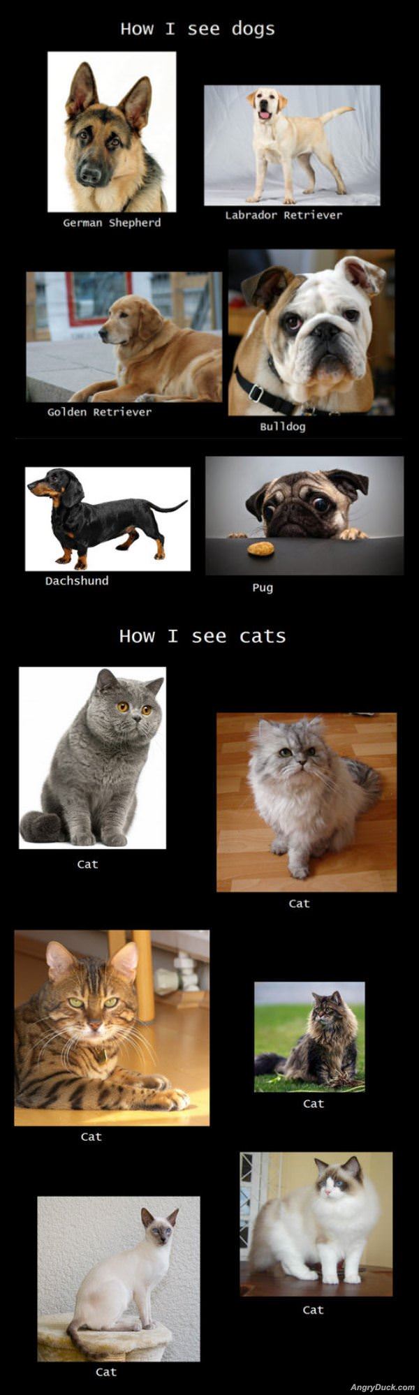 Dogs And Cats