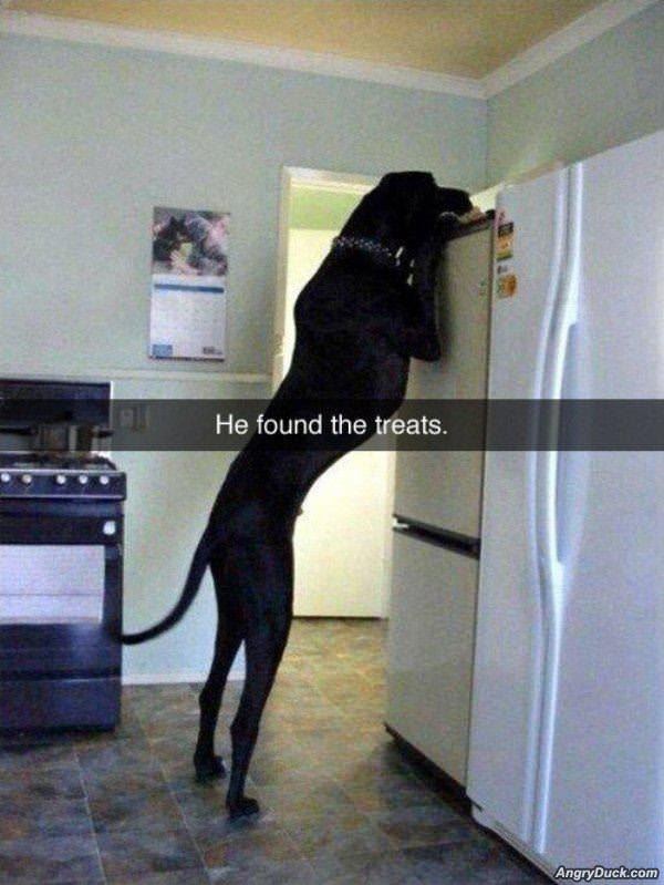He Found The Treats