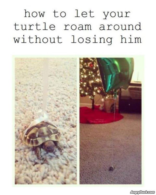 How Not To Lose Your Turtle