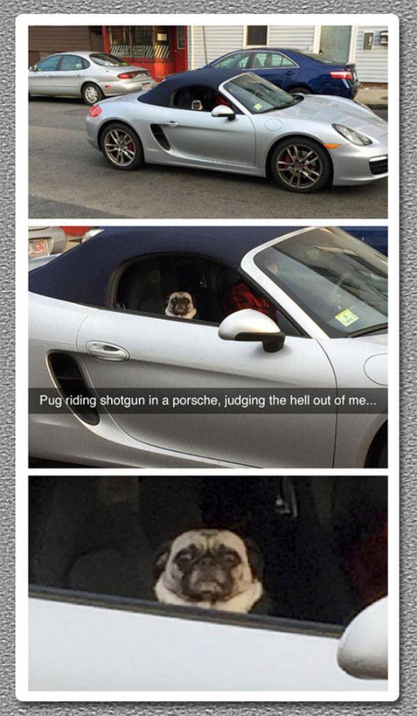 Pug Riding Shotgun