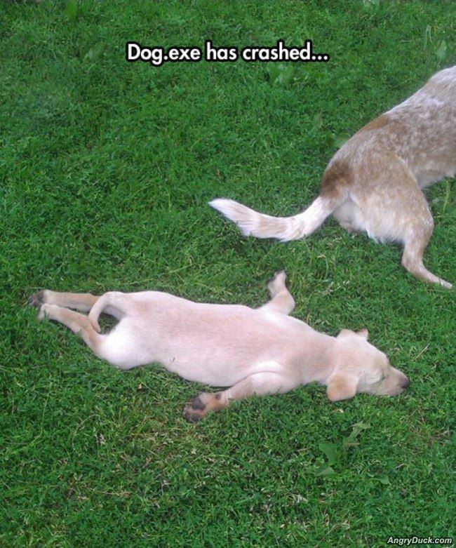 Dog Has Crashed
