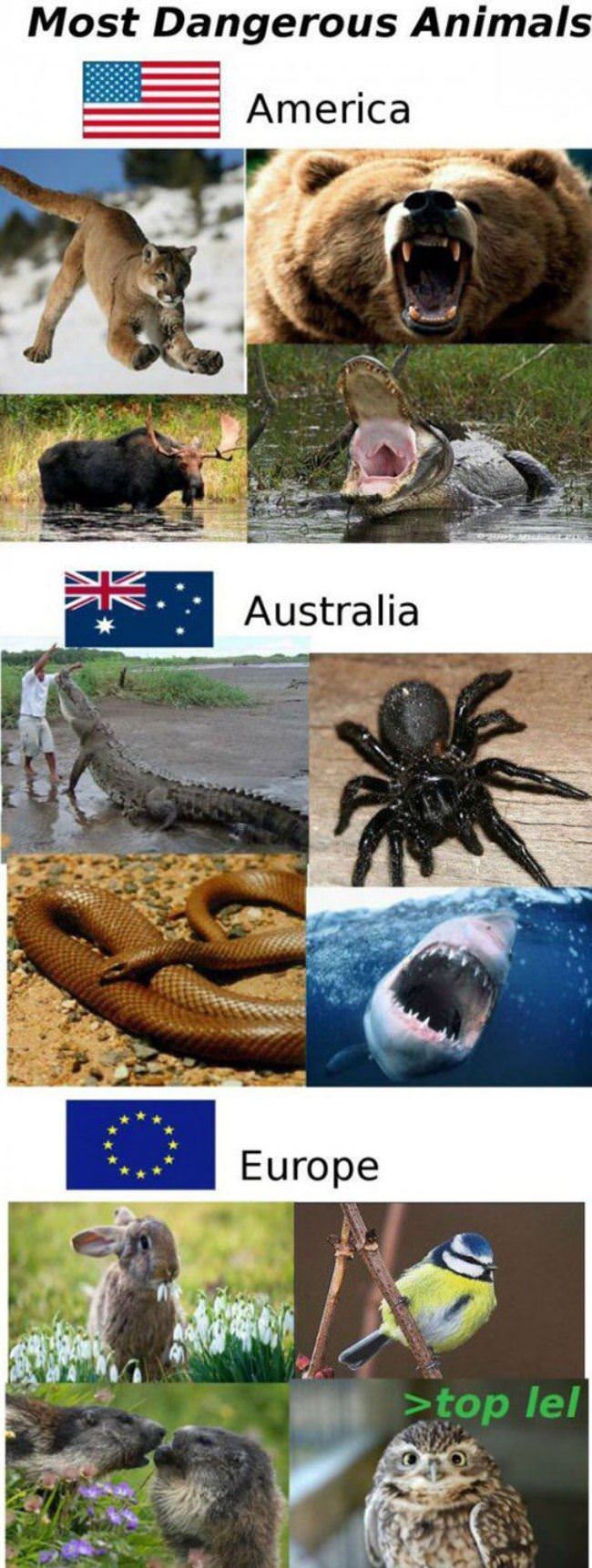 Most Dangerous Animals