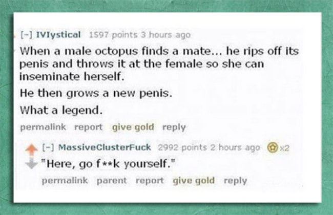 Octopus Mating Ritual