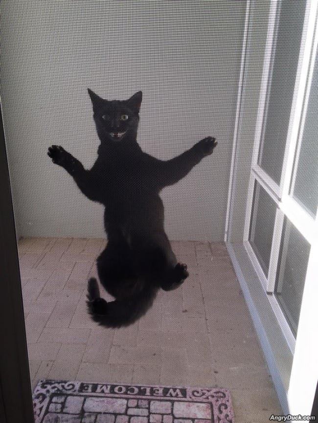 Hey Hey Hey Let Me In