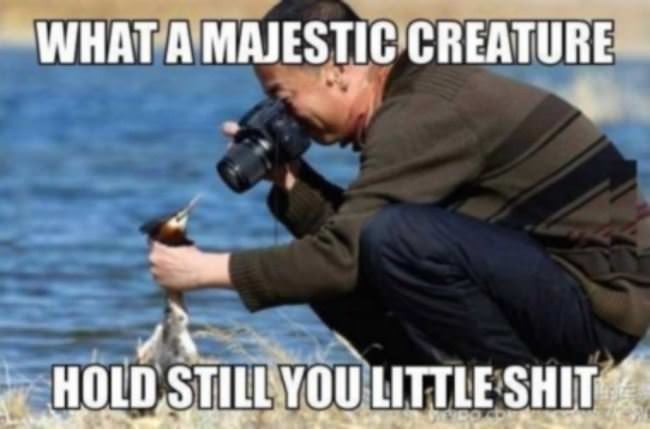 Magnificent Creature