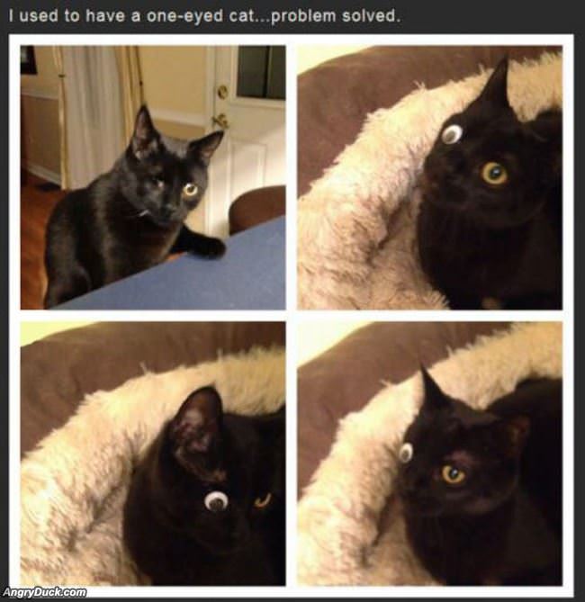 One Eyes Cat