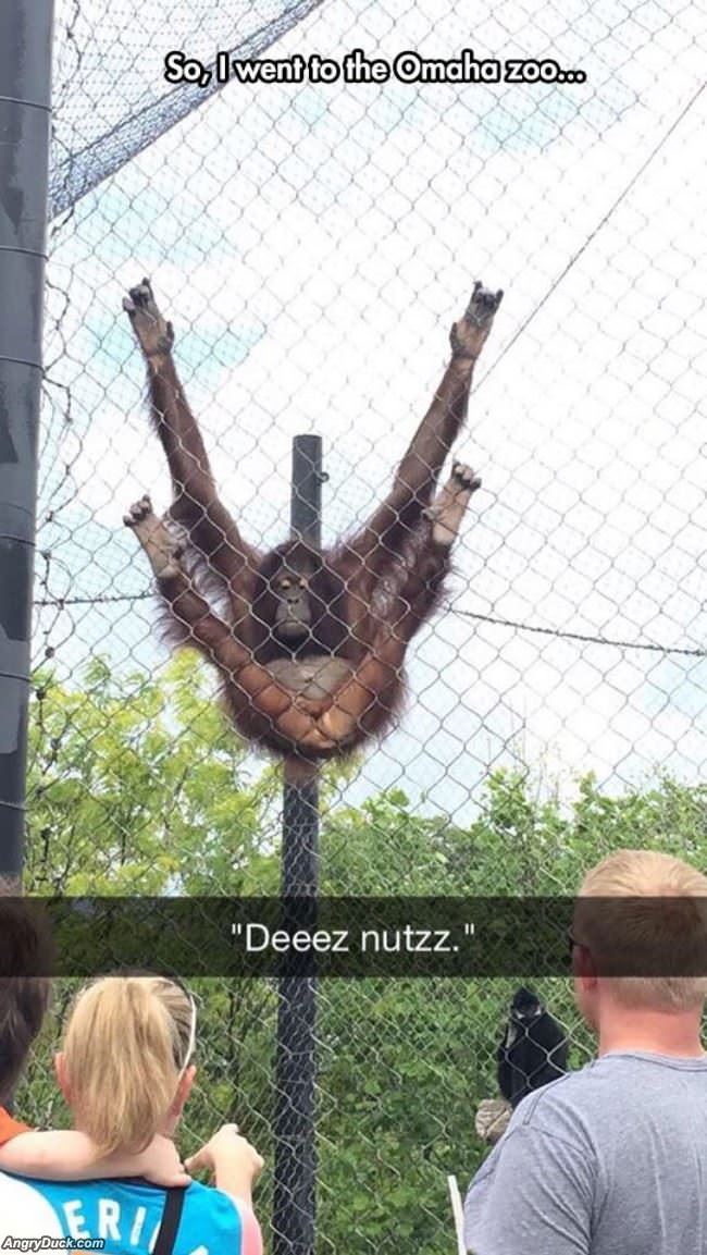 Went To The Zoo