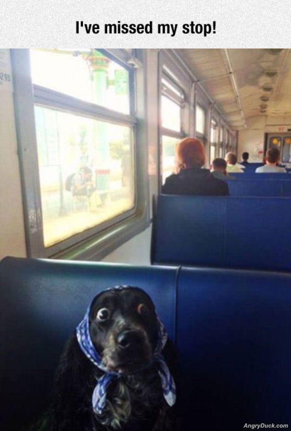 I Missed My Stop