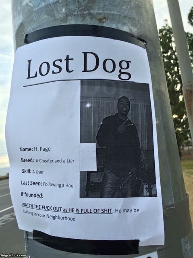 A Lost Dog
