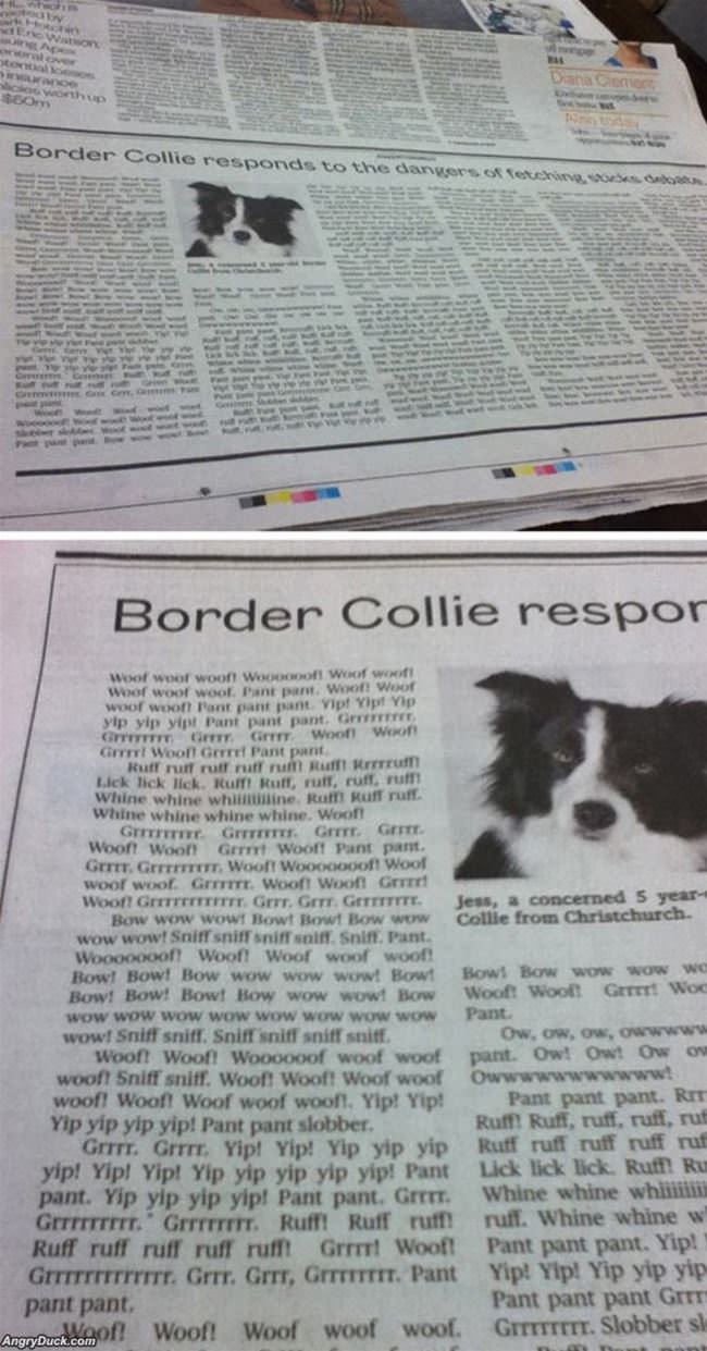 Border Collie Responds