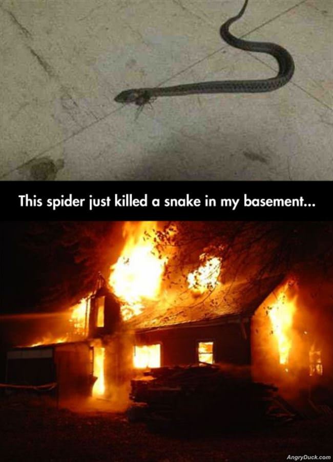 This Spider Killed A Snake