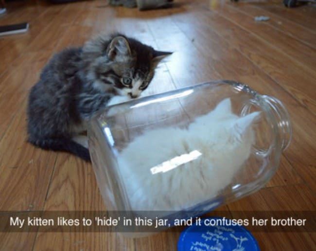 Confusing Kitten Force Field
