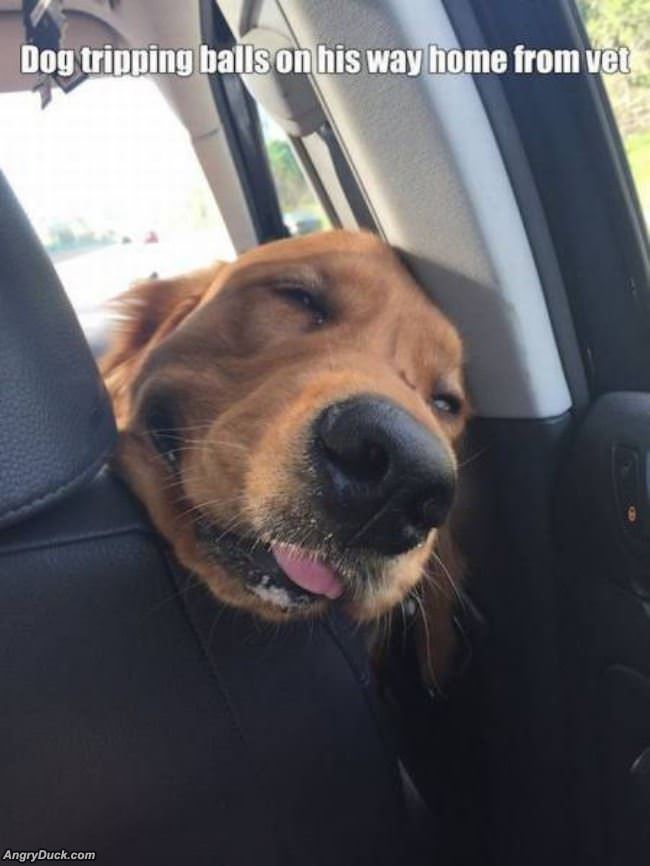 On The Way Home