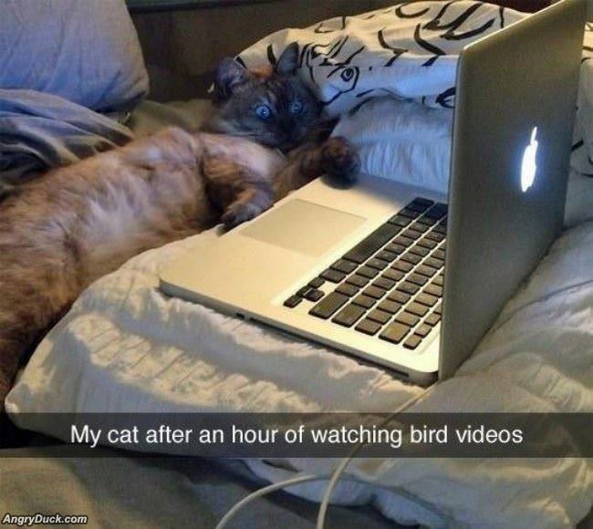 An Hour Of Watching Bird Videos