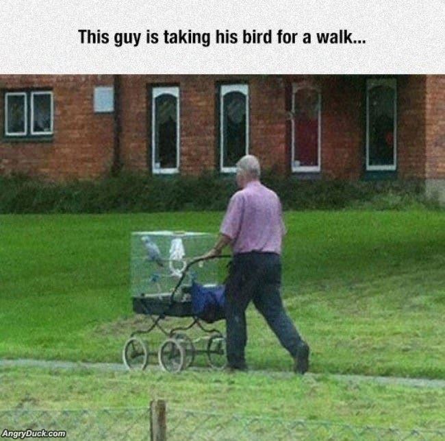 Just Taking My Bird For A Walk