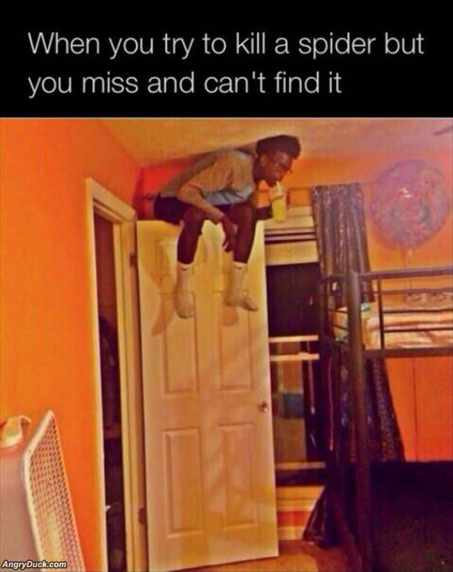 Try To Kill A Spider