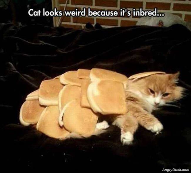Cat Looks Weird