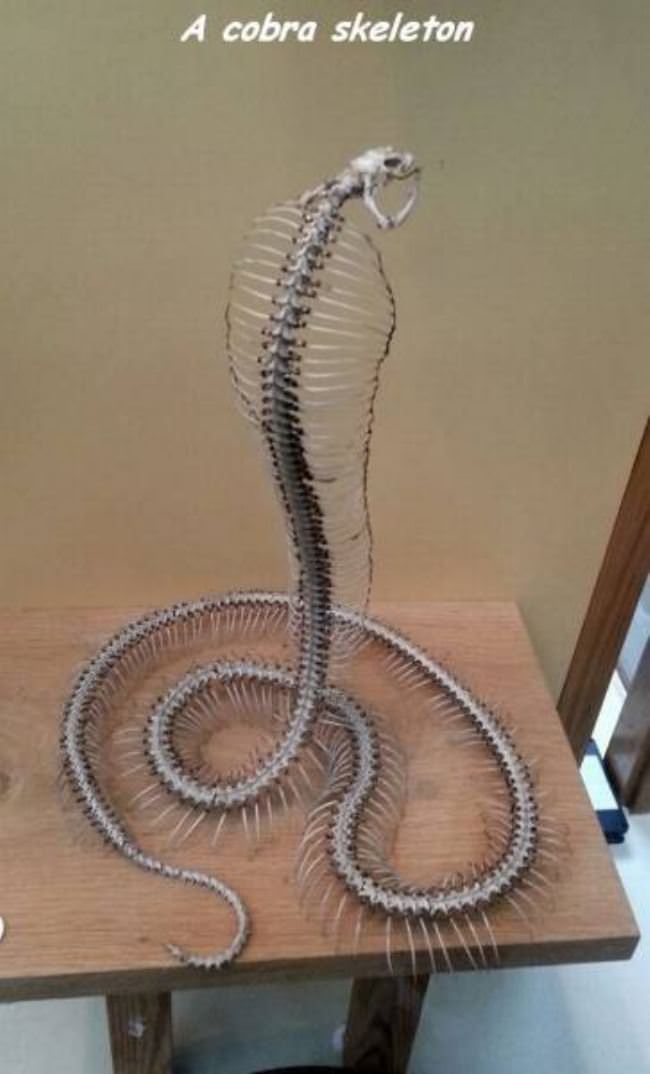 Cobra Skelaton